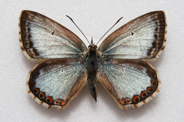 Polyommatus coridon (Chalkhill blue aberration normandy france) Internet Image property of respective owner, non-commercial use only
